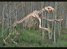 Laden Sie das Bild in den Galerie-Viewer, Smilodon: Smilodon skeleton