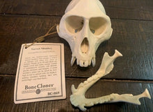 Cargar imagen en el visor de la galería, Vervet Monkey skull cast replica Life cast