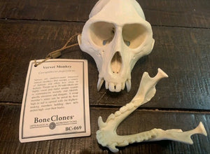 Vervet Monkey skull cast replica Life cast