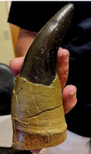 Charger l&#39;image dans la galerie, T.rex tooth 6 1/2&quot; Tyrannosaurus Rex T-rex Fossil tooth for sale