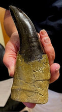 Load image into Gallery viewer, T.rex tooth 6 1/2&quot; Tyrannosaurus Rex T-rex Fossil tooth for sale
