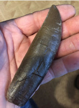 Load image into Gallery viewer, T.rex tooth 5&quot; Tyrannosaurus Rex T.rex Fossil tooth for sale