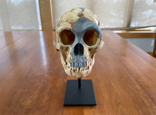 Load image into Gallery viewer, Homo floresiensis Skull (Flores Skull LB1)

Hobbit skull cast reconstruction 2023 price