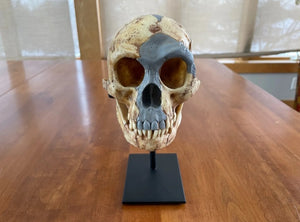 Homo floresiensis Skull (Flores Skull LB1)

Hobbit skull cast reconstruction 2023 price