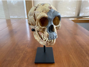 Homo floresiensis Skull (Flores Skull LB1)

Hobbit skull cast reconstruction 2023 price