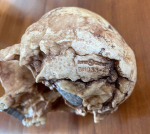 Homo floresiensis Skull (Flores Skull LB1)

Hobbit skull cast reconstruction 2023 price