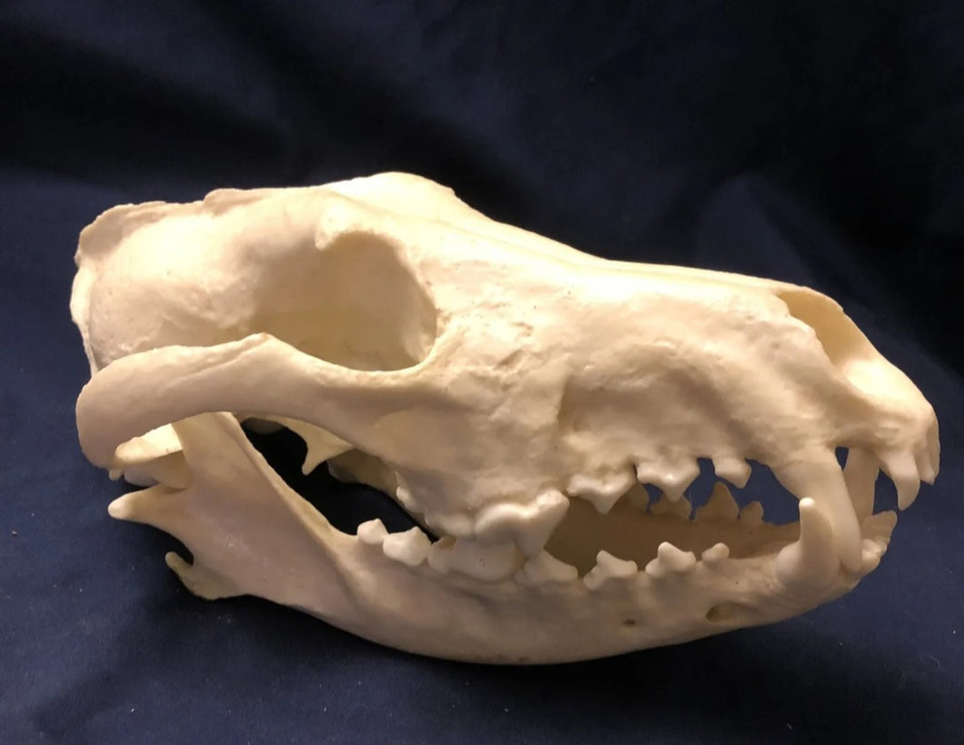 Red Wolf Skull BC-147, Canis Rufus, Osteological Reproductions Updated 2023
