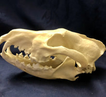 Load image into Gallery viewer, Red Wolf Skull BC-147, Canis Rufus, Osteological Reproductions Updated 2023