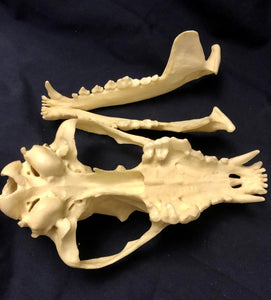 Red Wolf Skull BC-147, Canis Rufus, Osteological Reproductions Updated 2023