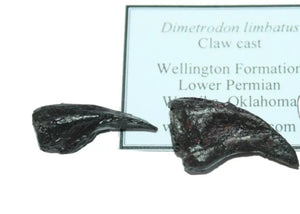Dimetrodon limbatus claws cast replica set of 2
