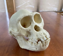 Load image into Gallery viewer, Male Bonobo Replica Skull Bone Clones Chimpanzee Primate Skull cast replica Updated 2023
