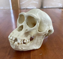 Load image into Gallery viewer, Male Bonobo Replica Skull Bone Clones Chimpanzee Primate Skull cast replica Updated 2023