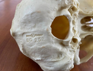 Male Bonobo Replica Skull Bone Clones Chimpanzee Primate Skull cast replica Updated 2023