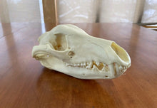 Laden Sie das Bild in den Galerie-Viewer, Thylacine Replica Skull Bone Clones Tasmanian Tiger/Wolf Updated 2025