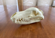Laden Sie das Bild in den Galerie-Viewer, Thylacine Replica Skull Bone Clones Tasmanian Tiger/Wolf Updated 2025