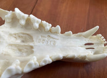 Laden Sie das Bild in den Galerie-Viewer, Thylacine Replica Skull Bone Clones Tasmanian Tiger/Wolf Updated 2025