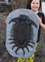 Laden Sie das Bild in den Galerie-Viewer, Terataspis grandis (Giant Trilobite) Cast Replica