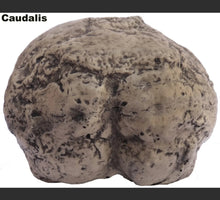 Cargar imagen en el visor de la galería, Neanderthal Homo neanderthalensis - Endocast - cast of resin