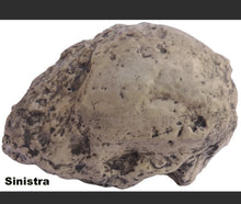 Cargar imagen en el visor de la galería, Neanderthal Homo neanderthalensis - Endocast - cast of resin