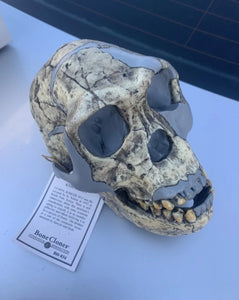KNM-ER 1813

Homo habilis cast replica Full-size Updated 2023