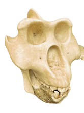 Laden Sie das Bild in den Galerie-Viewer, Gigantopithecus skull #1 Gigantopithecus blacki Reconstruction Price updated 2023