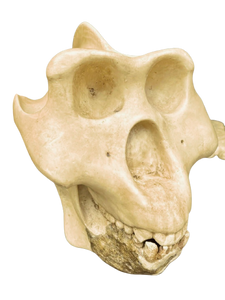 Gigantopithecus skull #1 Gigantopithecus blacki Reconstruction Price updated 2023