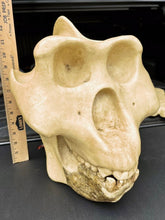 Laden Sie das Bild in den Galerie-Viewer, Gigantopithecus skull #1 Gigantopithecus blacki Reconstruction Price updated 2023