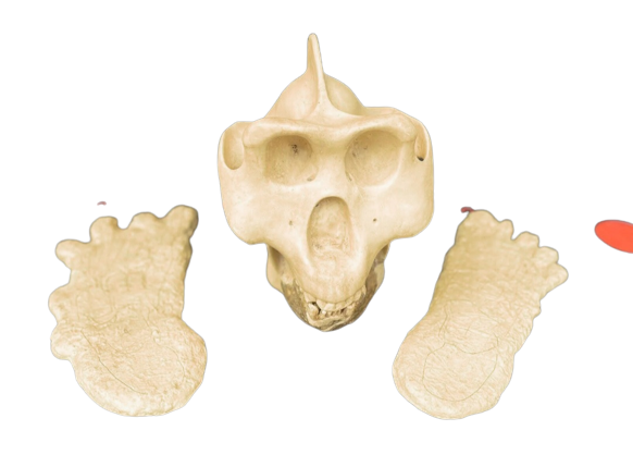 gigantopithecus fossils