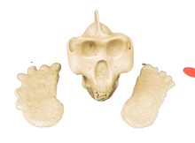Charger l&#39;image dans la galerie, Gigantopithecus skull #1 Gigantopithecus blacki Reconstruction Price updated 2023