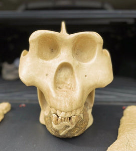 Gigantopithecus skull #1 Gigantopithecus blacki Reconstruction Price updated 2023