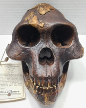 Laden Sie das Bild in den Galerie-Viewer, Lucy Australopithecus afarensis skull replica cast BH Updated 2023