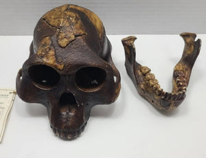 Lucy Australopithecus afarensis skull replica cast BH Updated 2023