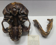 Load image into Gallery viewer, Lucy Australopithecus afarensis skull replica cast BH Updated 2023