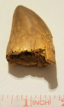 Load image into Gallery viewer, Albertosaurus Tooth cast replica reproduction.