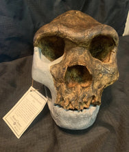 Load image into Gallery viewer, Bodo Skull and jaw Homo heidelbergensis  cranium replica Full-size cast 2023