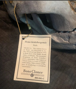 Bodo Skull and jaw Homo heidelbergensis  cranium replica Full-size cast 2023