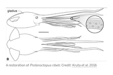 Cargar imagen en el visor de la galería, Octopus: Proteroctopus ribeti, fossil octopus cast replica 