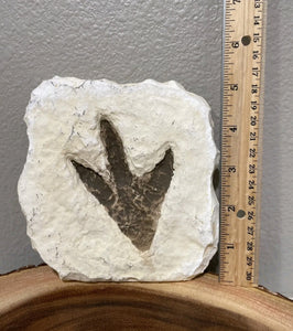 Theropod Dinosaur Footprint Track Cast Replica