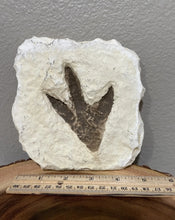 Load image into Gallery viewer, Theropod Dinosaur Footprint Track Cast Replica (Plaster)