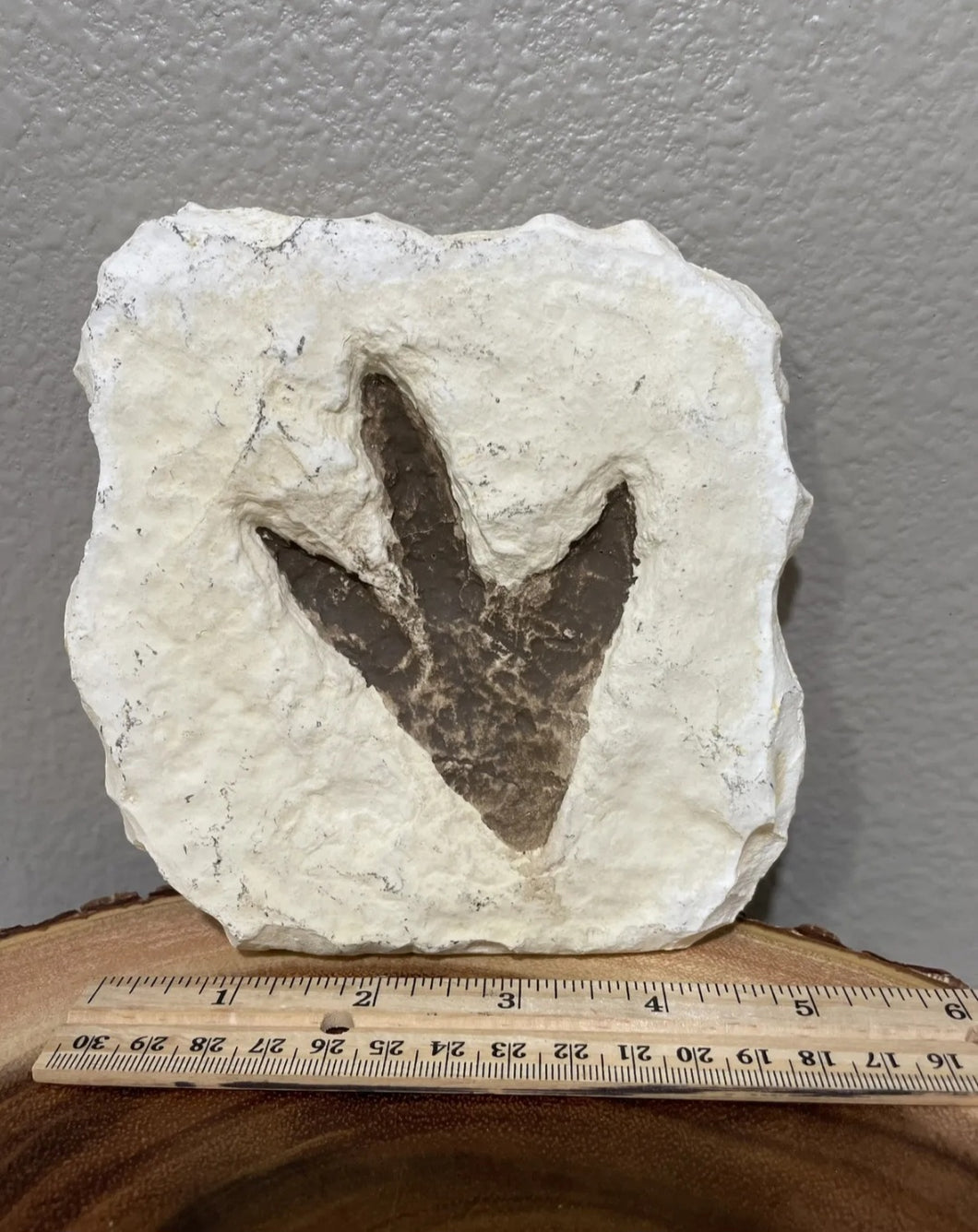 Theropod Dinosaur Footprint Track Cast Replica (Plaster)