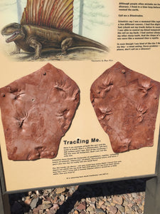 Dimetrodon Fossil Cast foot of Dimetrodon berea (Dimetropus)