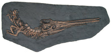 Cargar imagen en el visor de la galería, Stenosaurus bollensis, crocodile skull and skeleton cast replica marine reptile