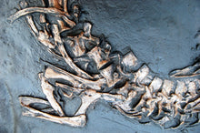 Cargar imagen en el visor de la galería, Stenosaurus bollensis, crocodile skull and skeleton cast replica marine reptile