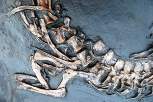 Stenosaurus bollensis, crocodile skull and skeleton cast replica marine reptile