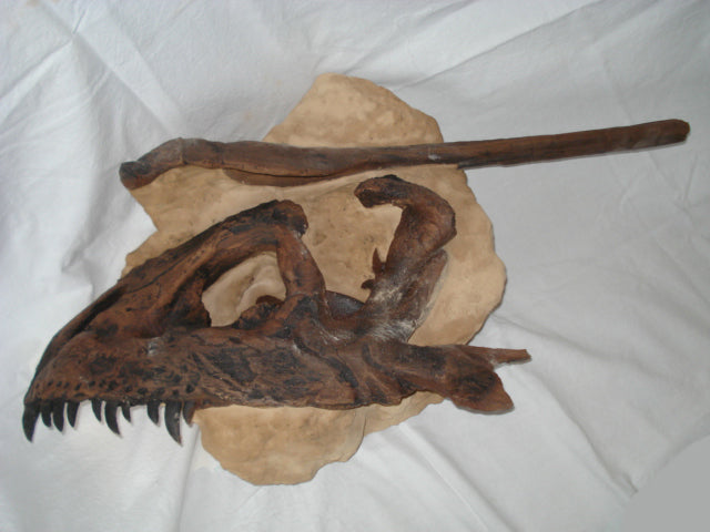 Tyrannosaurus Partial skull and Maxilla with rib
