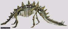 Charger l&#39;image dans la galerie, Stegosaurus skeleton cast replica #1