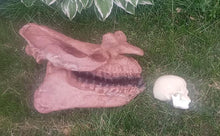 Cargar imagen en el visor de la galería, Brontotherium skull cast replica Brontops Titanothere Brontotheriidae