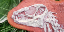 Charger l&#39;image dans la galerie, Heterodontosaurus skeleton cast replica