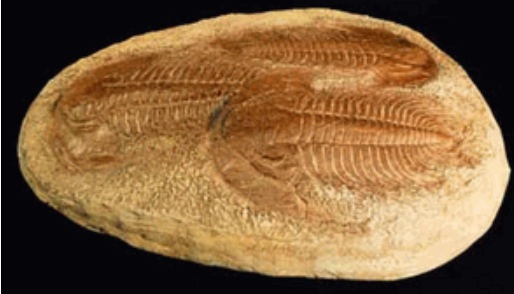 Acadoparacadopdoxides

Trilobite cast replica