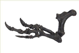 Acrocanthosaurus atokensis Right Arm - Fossil Replica cast reproduction